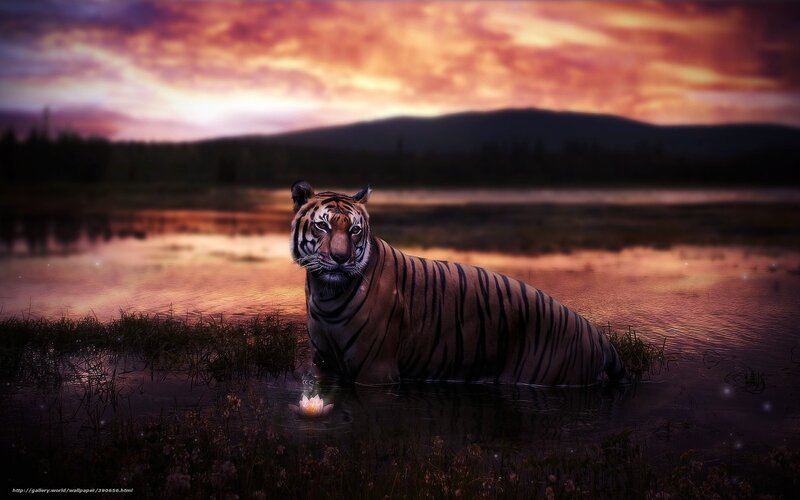 Tiger in Water — Orange, Dramatic, Sunset, Digital Art, Sky