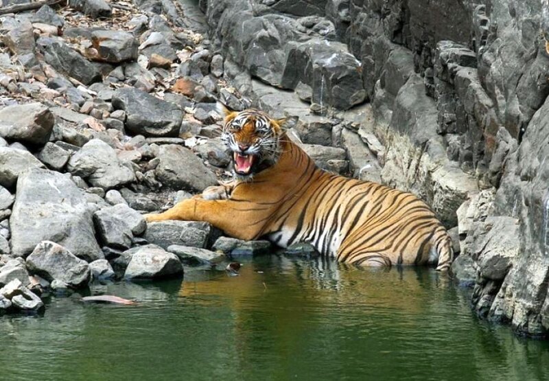 Tiger in Water — Orange, Dramatic