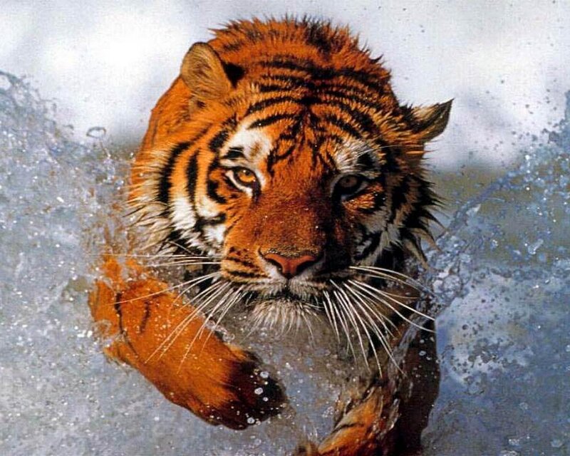 Tiger in Water — Orange, Dynamic, Photograph