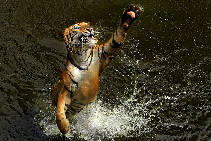 Tiger in Water — Orange, Dynamic