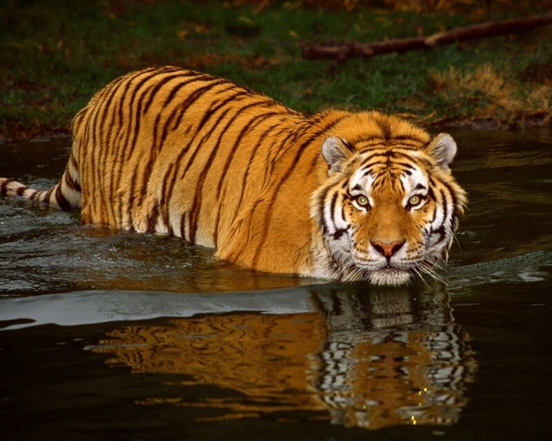 Tiger in Water — Orange, Green