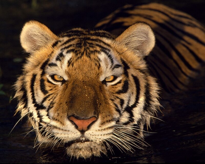 Tiger in Water — Orange, Intense, Night, Photograph