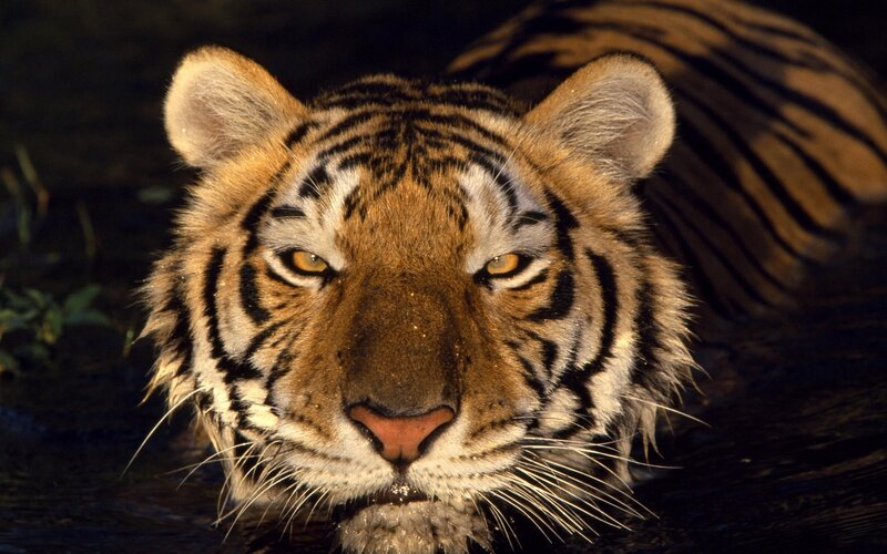 Tiger in Water — Orange, Intense, Night