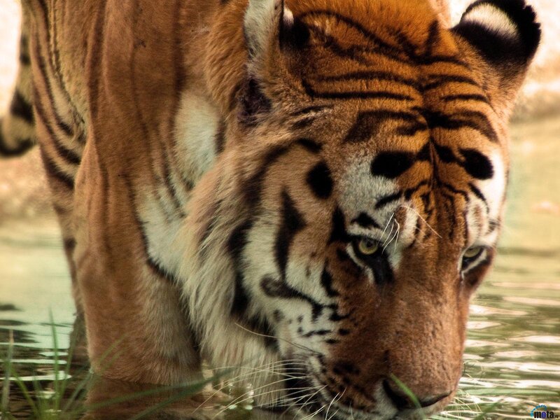 Tiger in Water — Orange, Intense, Photograph, Grass
