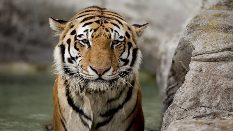 Tiger in Water — Orange, Intense, Photograph, Rock