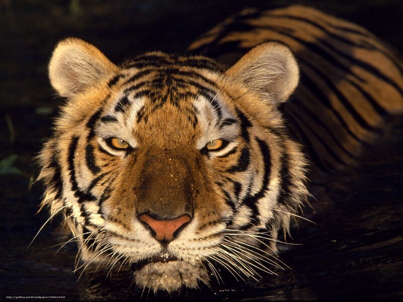 Tiger in Water — Orange, Intense, Photograph, Stripes