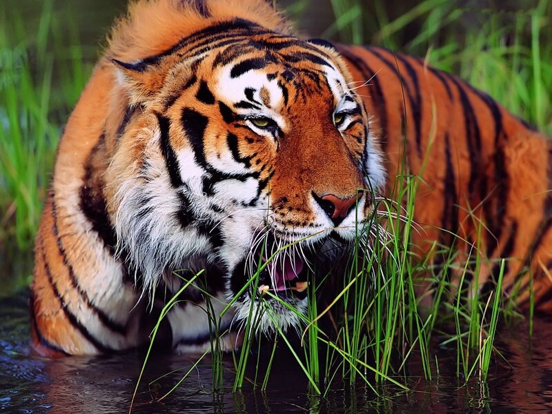 Tiger in Water — Orange, Intense