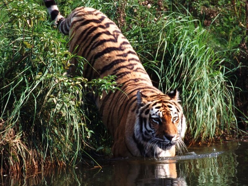 Tiger in Water — Orange, Natural, Afternoon, Photograph, Grass
