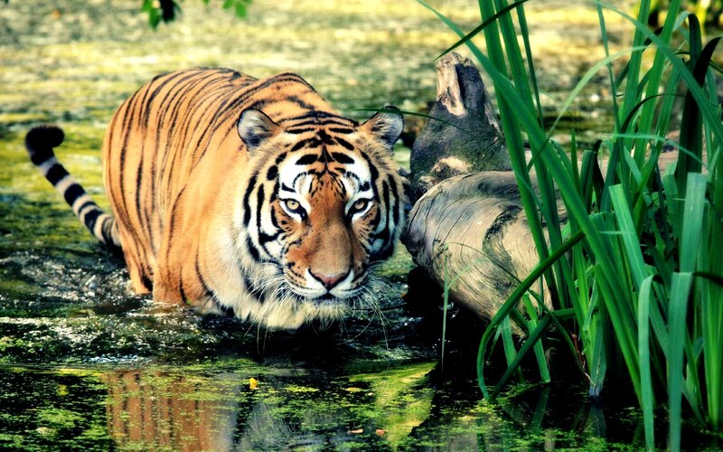 Tiger in Water — Orange, Natural, Afternoon, Photograph, Log