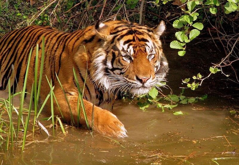 Tiger in Water — Orange, Natural, Afternoon, Photograph, Plants, Reeds