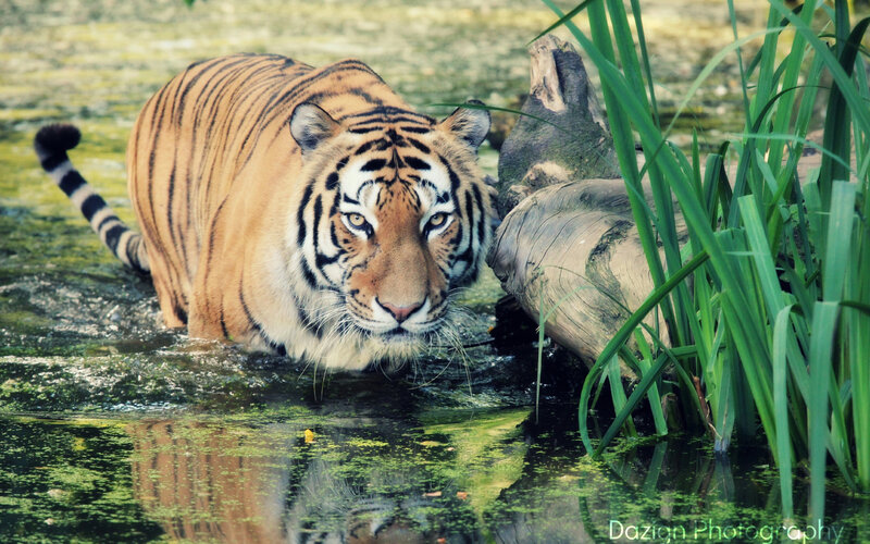 Tiger in Water — Orange, Natural, Afternoon