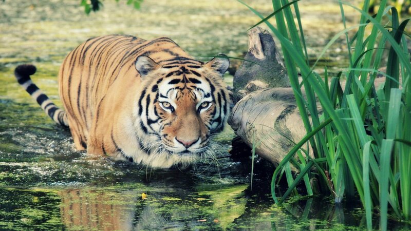 Tiger in Water — Orange, Natural, Photograph