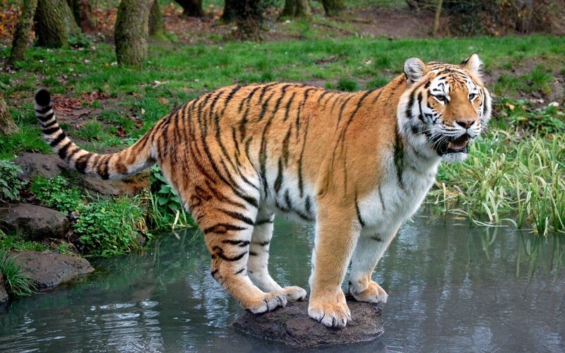 Tiger in Water — Orange, Natural