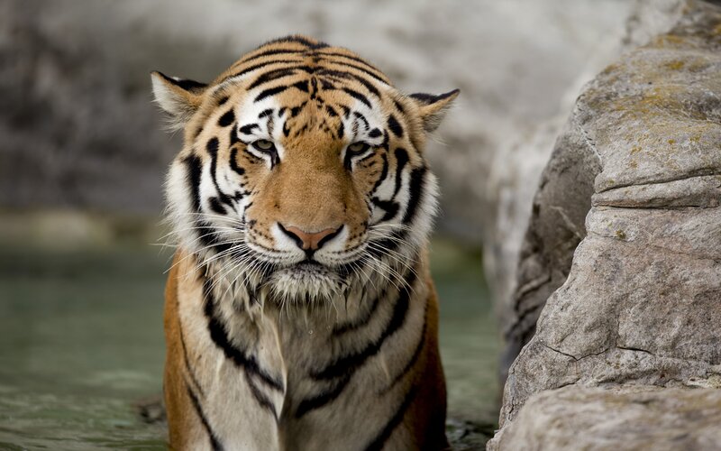 Tiger in Water — Orange, Rock