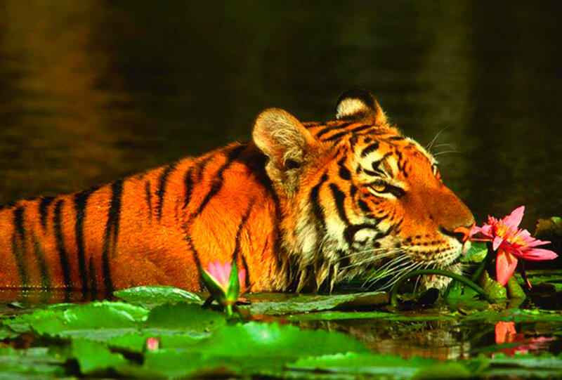 Tiger in Water — Orange, Serene