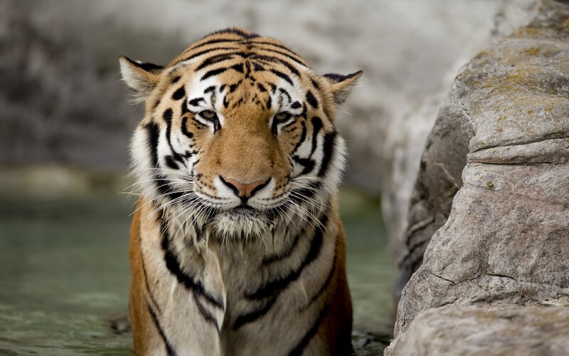 Tiger in Water — Rock