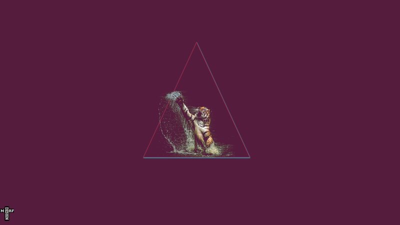 tiger in water triangle