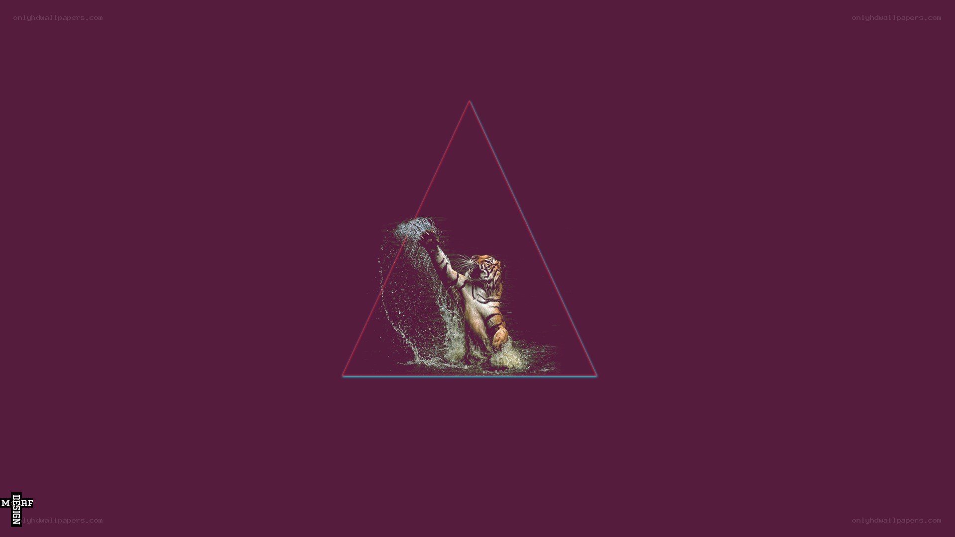 tiger in water triangle