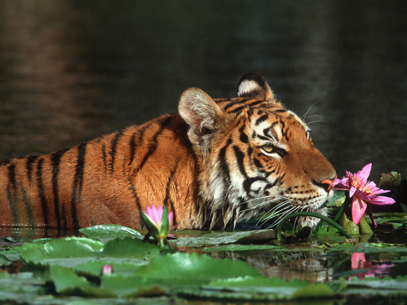 tiger in water with lotus flowers
