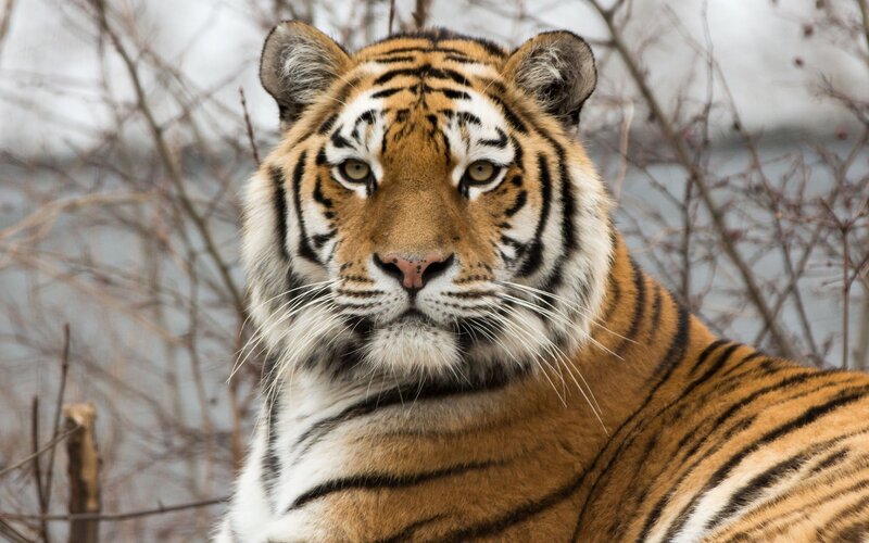 Tiger in Winter — Orange, Intense