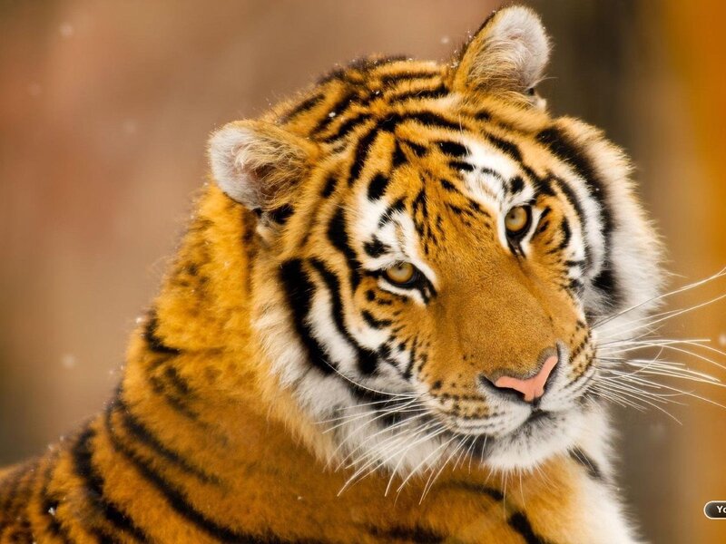 Tiger in Winter