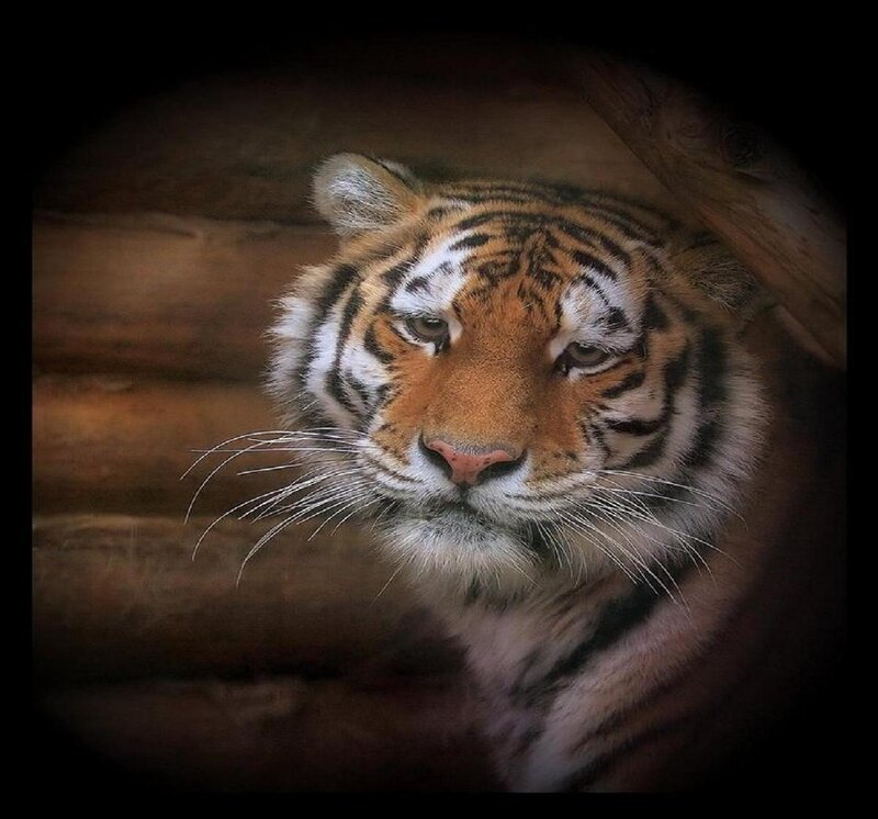 Tiger in Wooden Enclosure