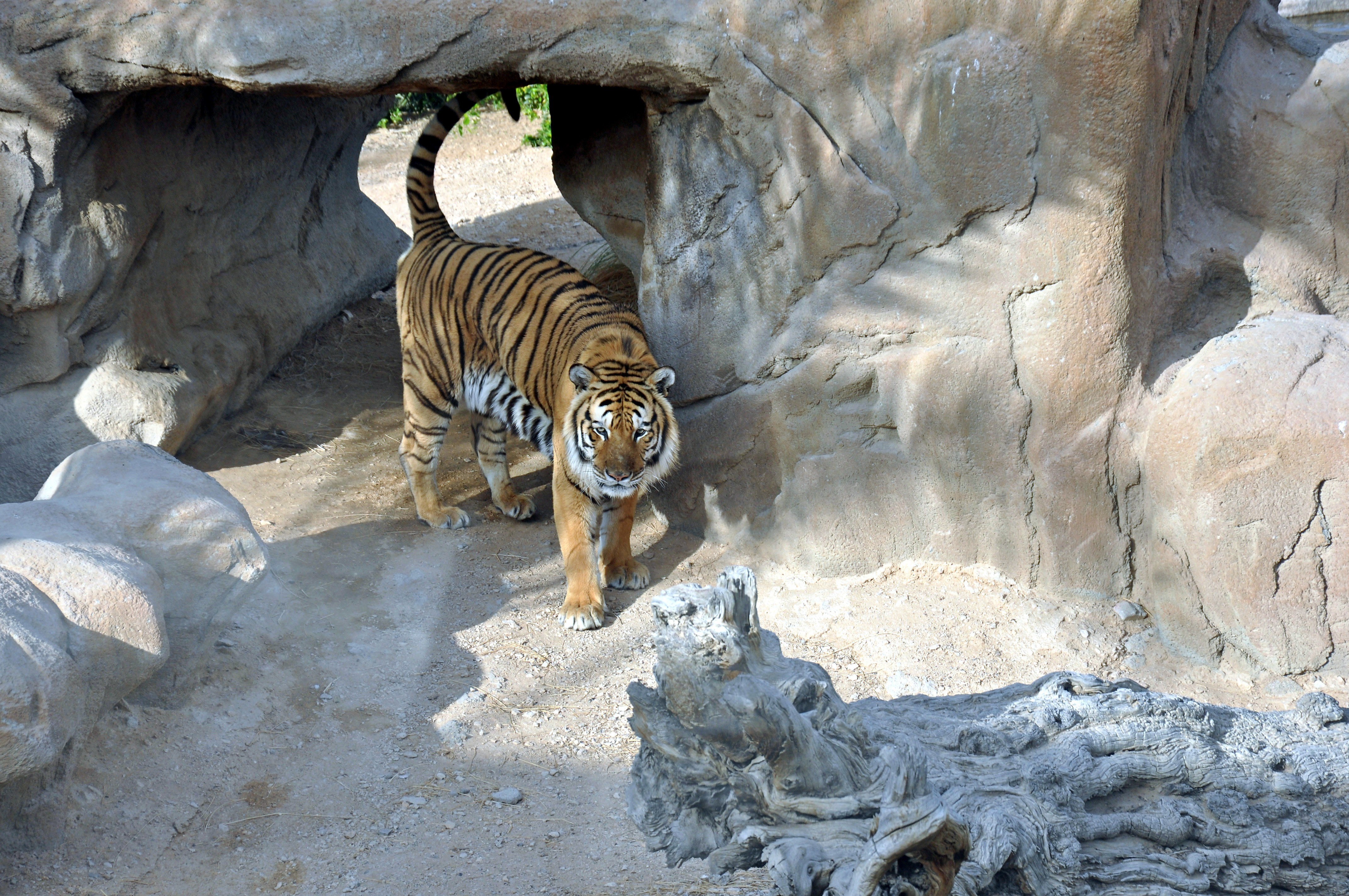 tiger in zoo enclosure