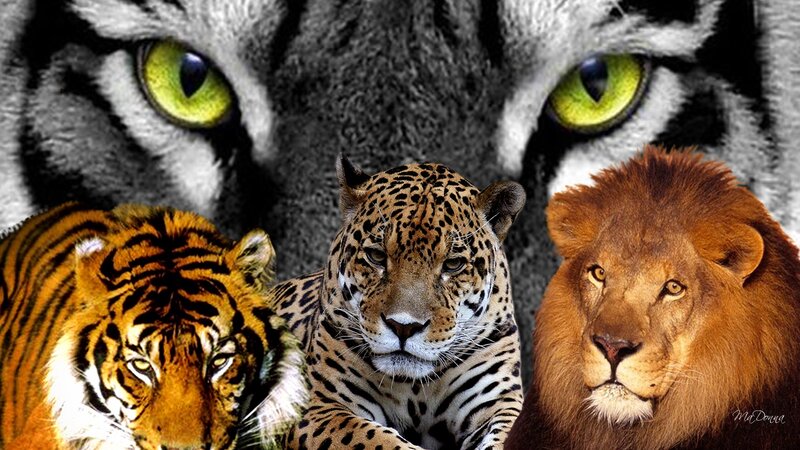 Tiger Jaguar Lion