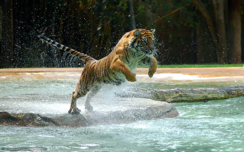 tiger jumping in water