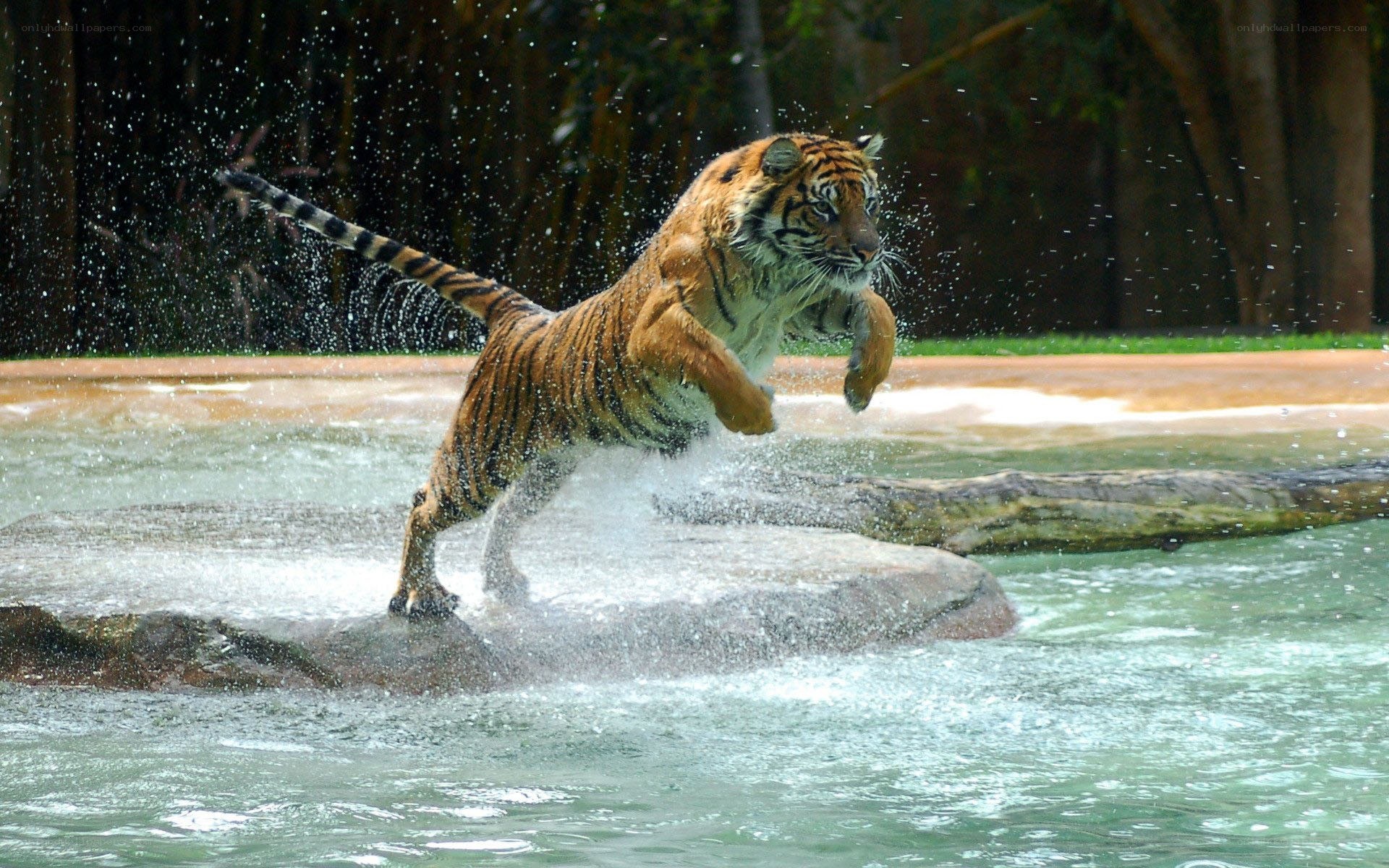 tiger jumping in water