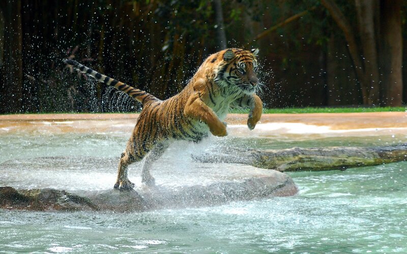 tiger jumping in water