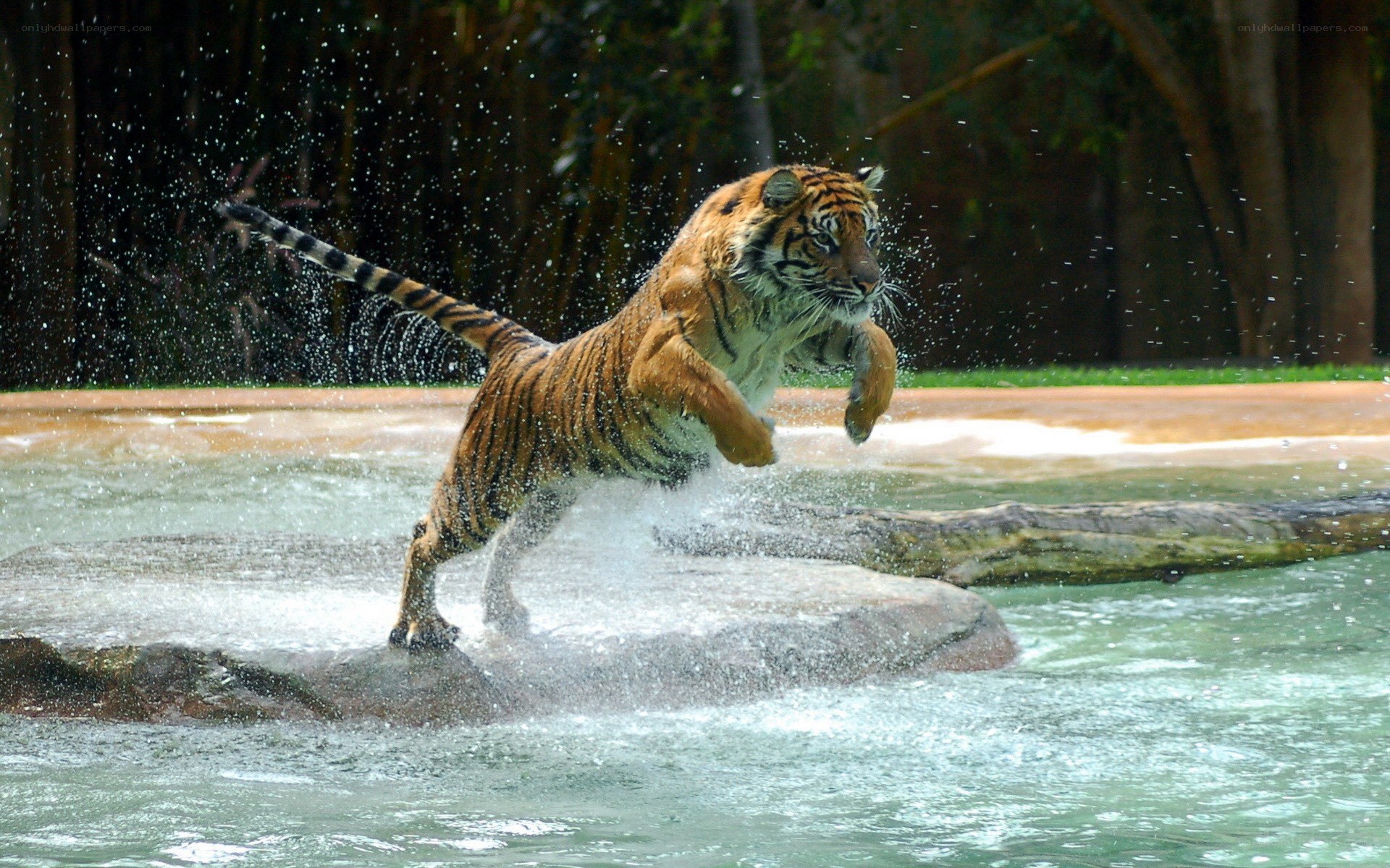 tiger jumping in water