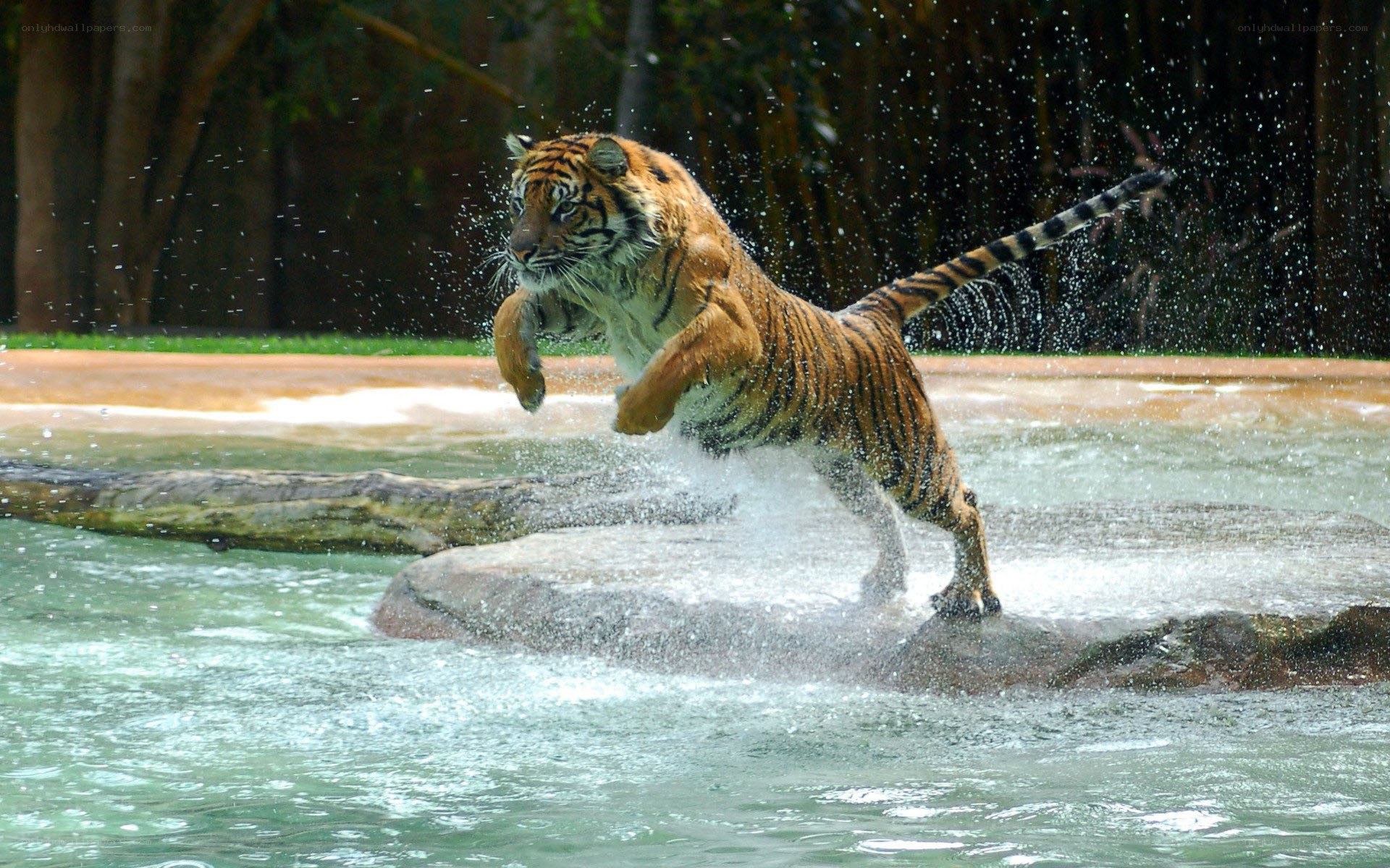 tiger jumping in water