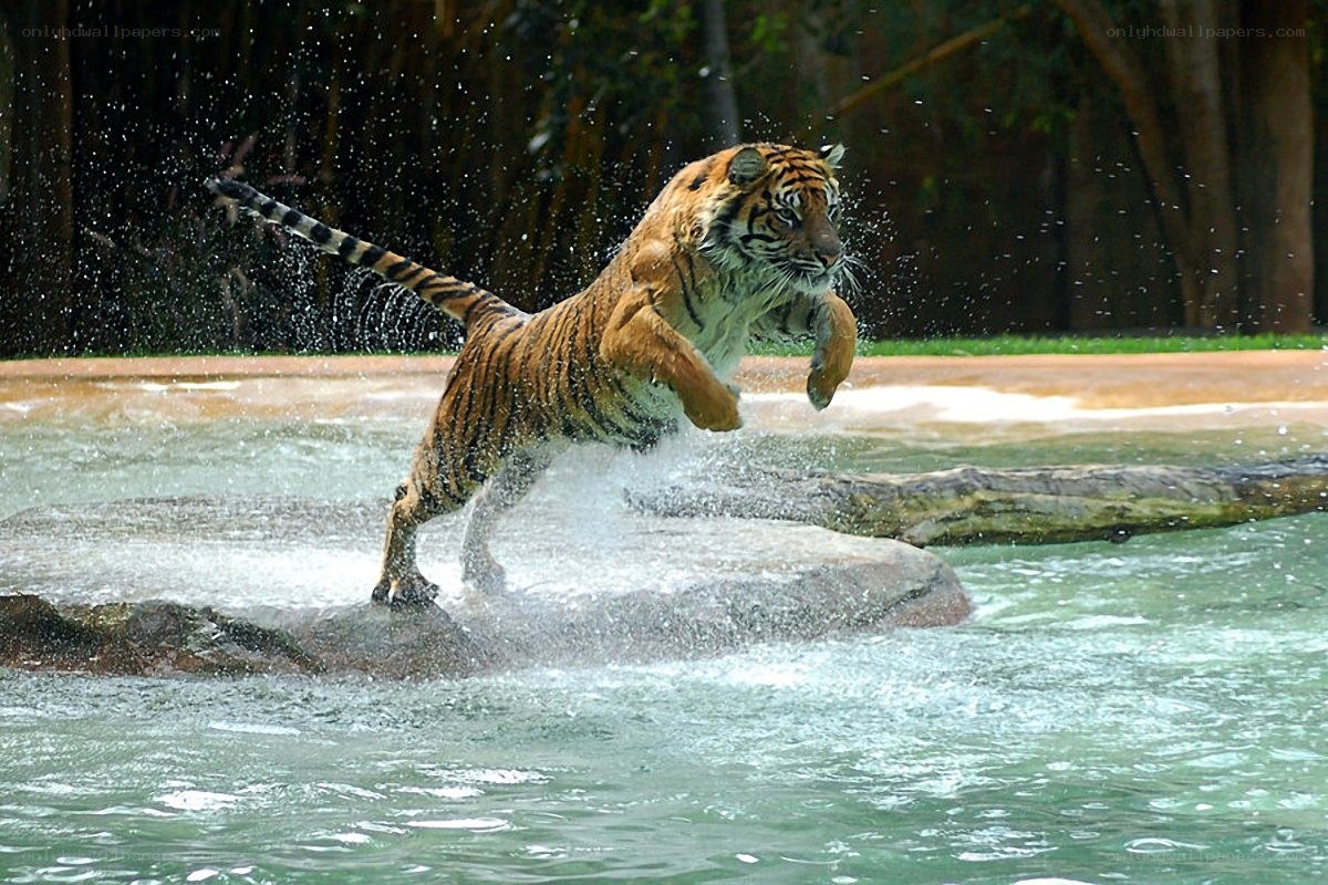 tiger jumping in water