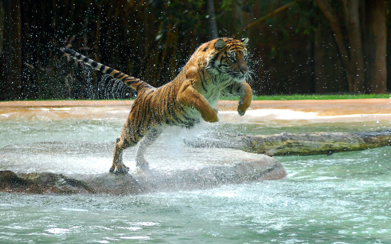 Tiger Jumping in Water — Orange, Dynamic