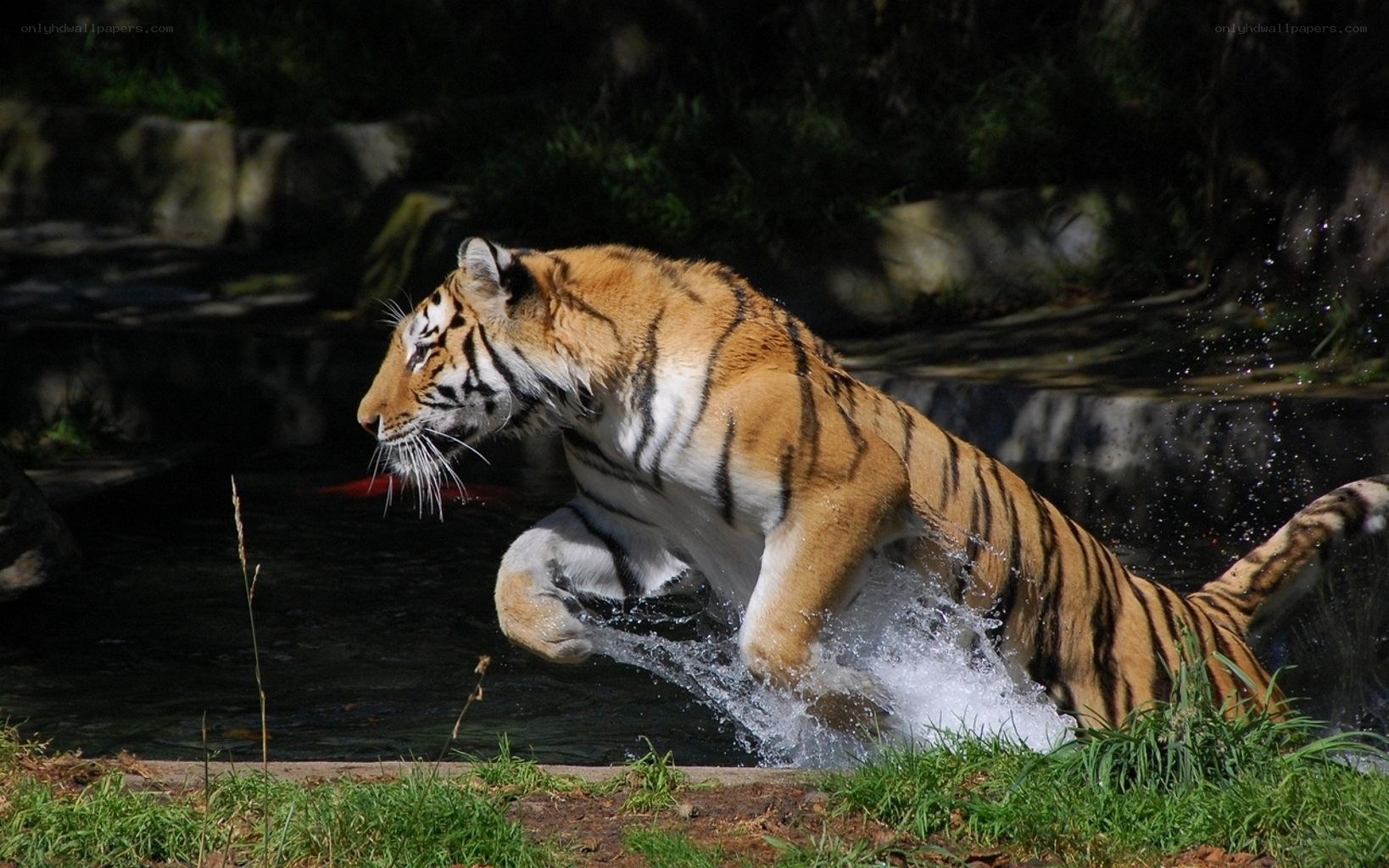 tiger jumping into water