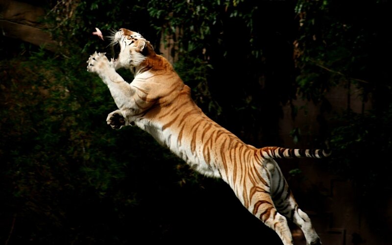Tiger Jumping to Catch