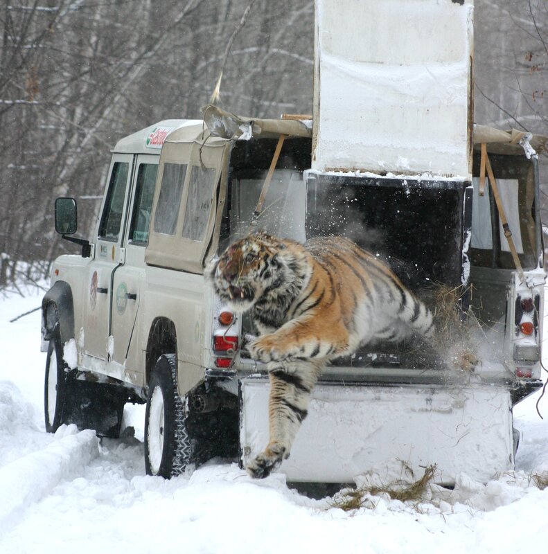 Tiger leaping from vehicle