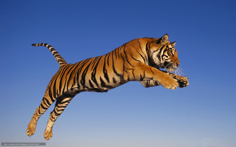 Tiger Leaping in Air — Blue, Dynamic, Afternoon, Photograph, Sky