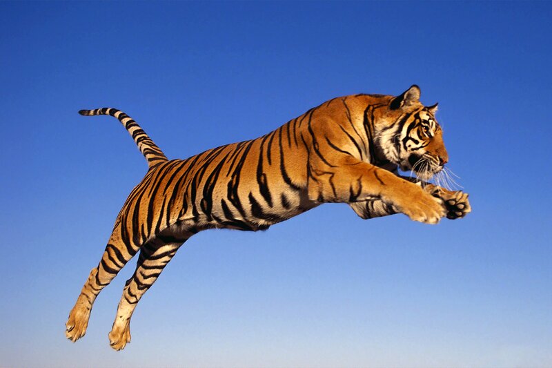 Tiger Leaping in Air — Blue, Dynamic, Afternoon