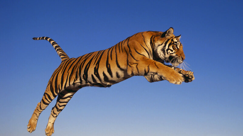 Tiger Leaping in Air — Blue, Dynamic
