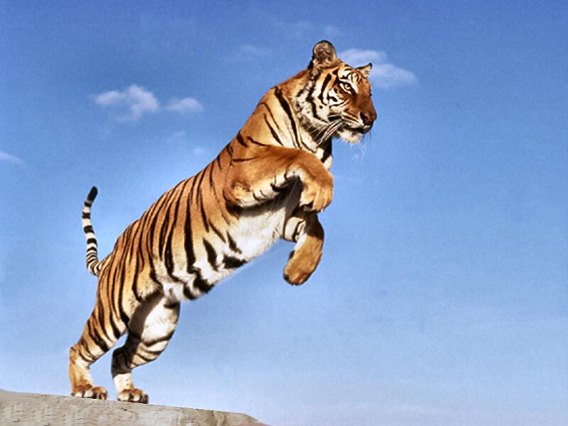 Tiger Leaping in Air — Blue