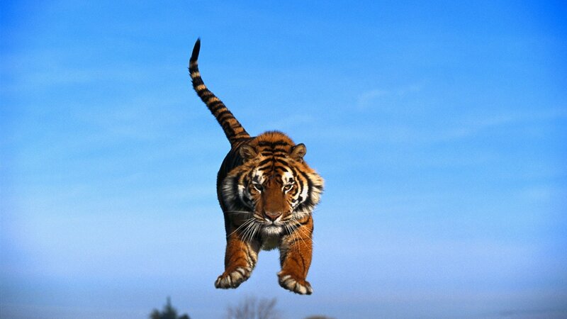 tiger leaping in mid-air