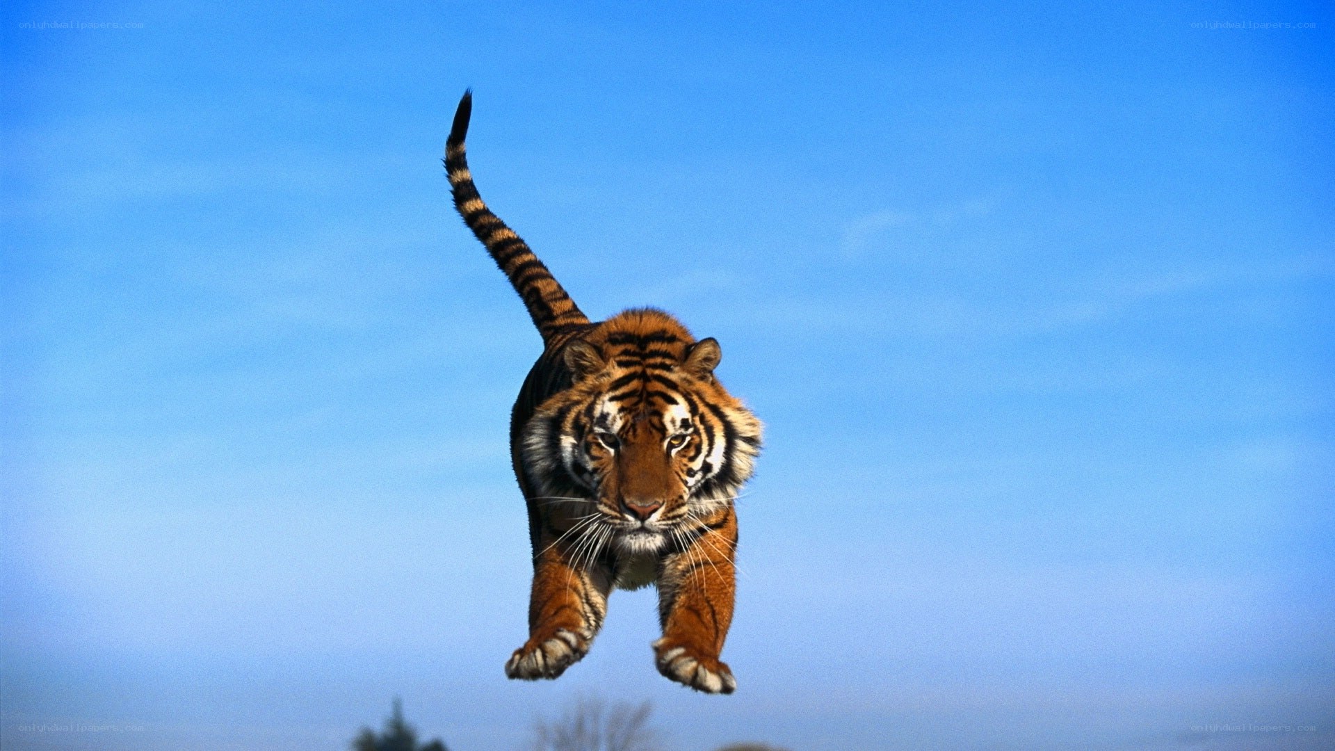 tiger leaping in mid-air