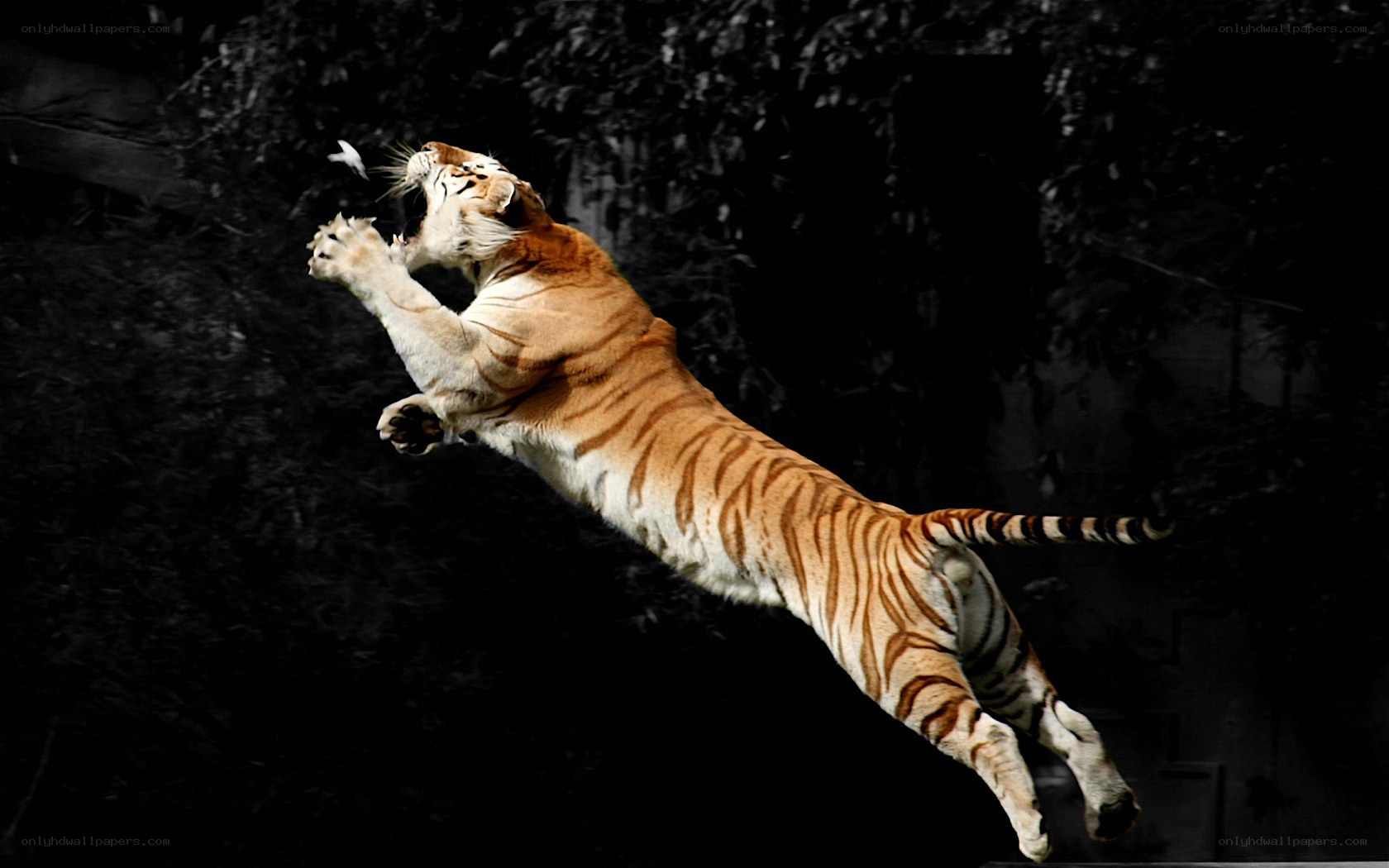 tiger leaping in mid-air