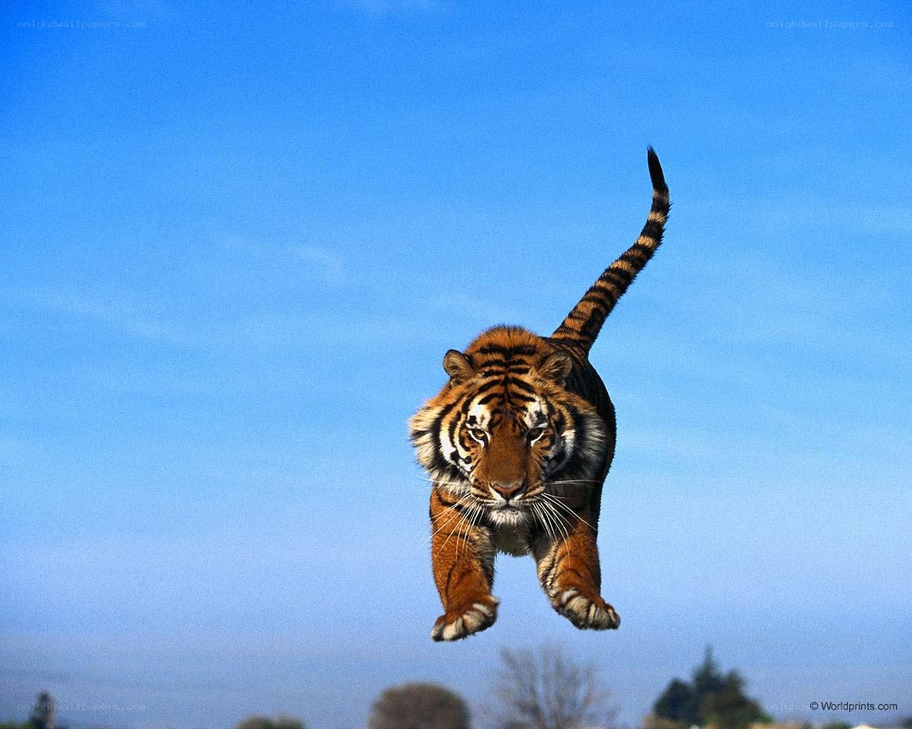 tiger leaping in mid-air