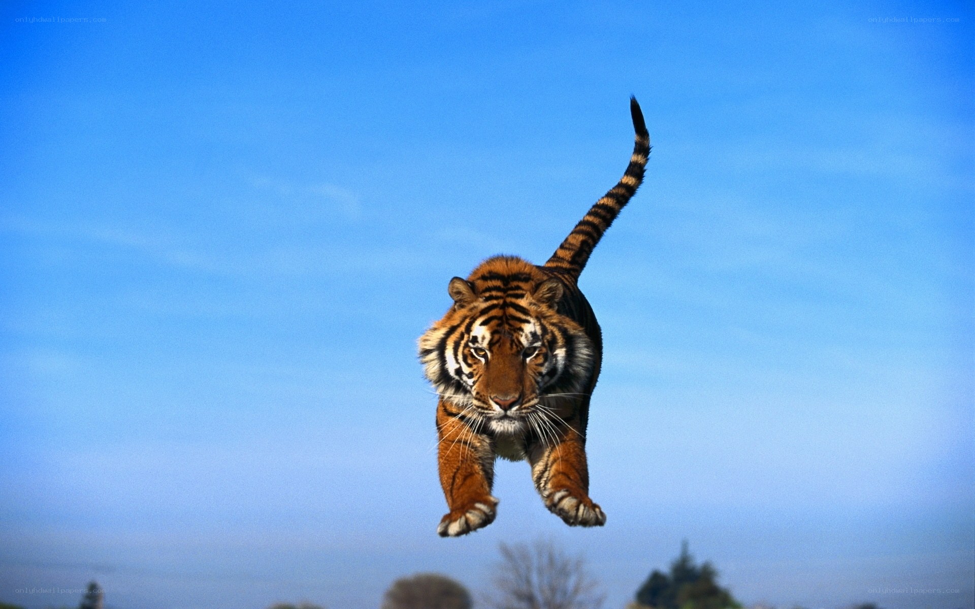 Tiger leaping in mid-air