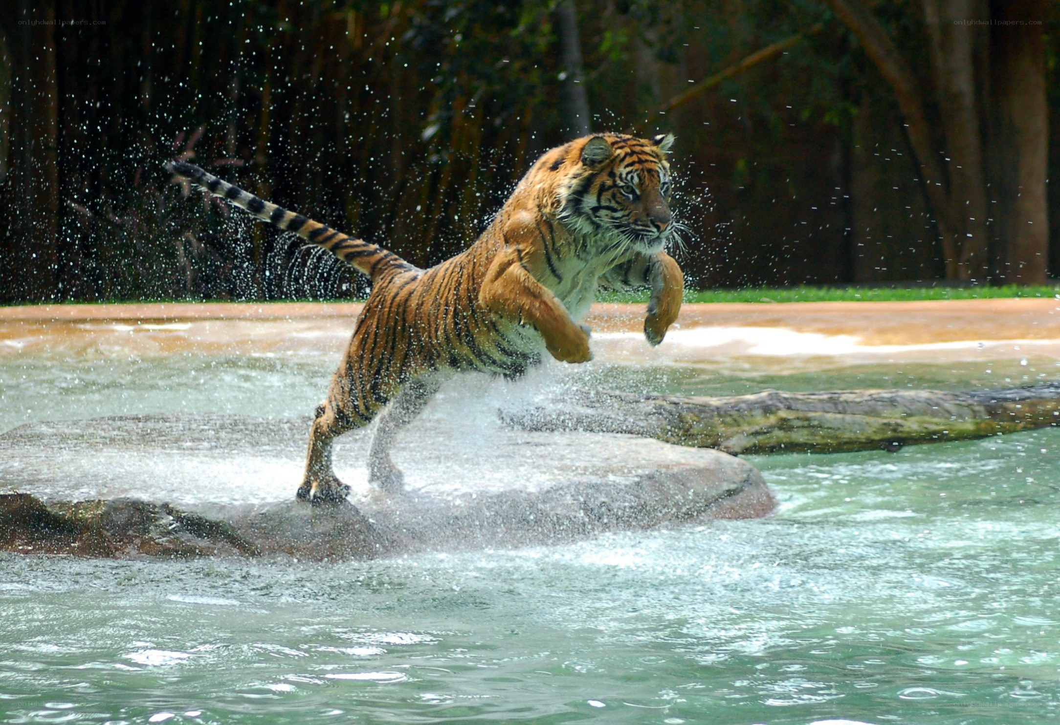 Tiger leaping in water