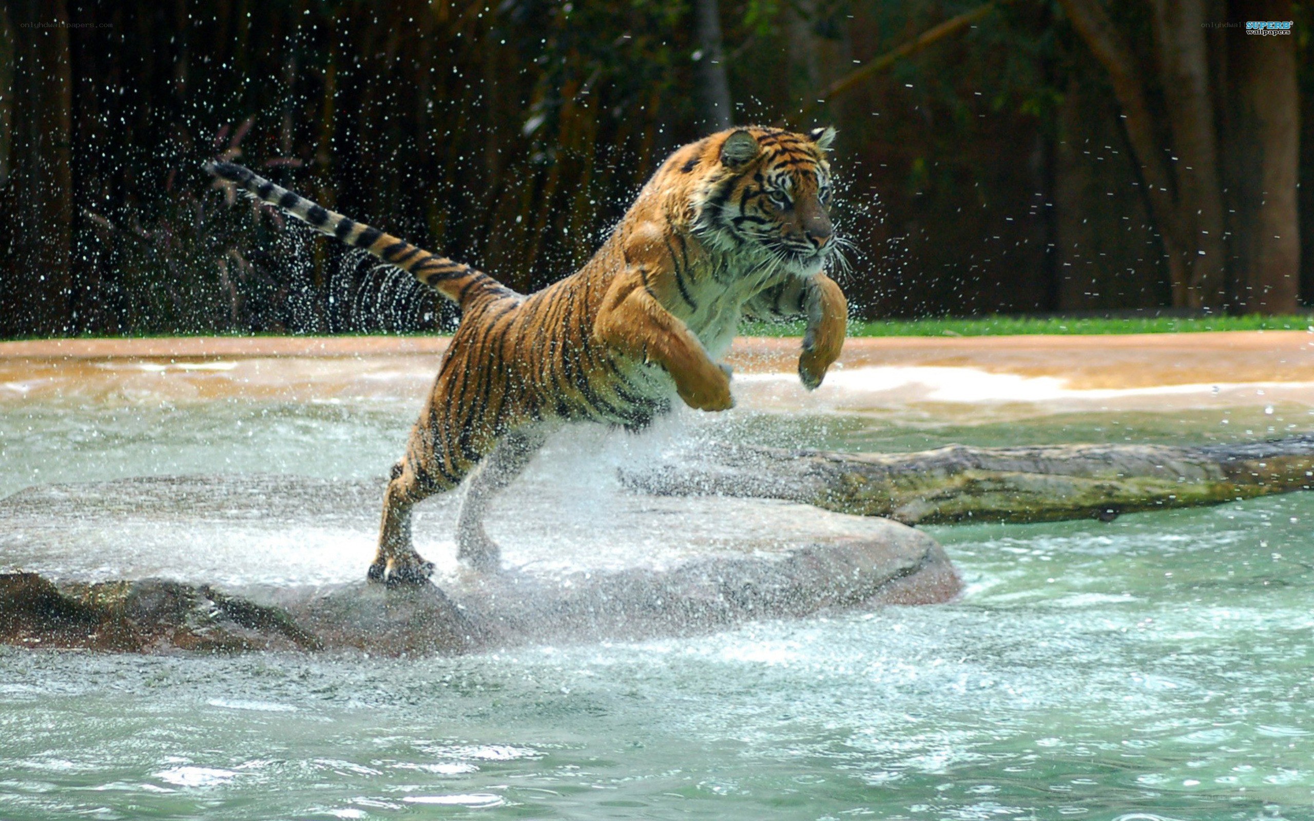 Tiger leaping in water