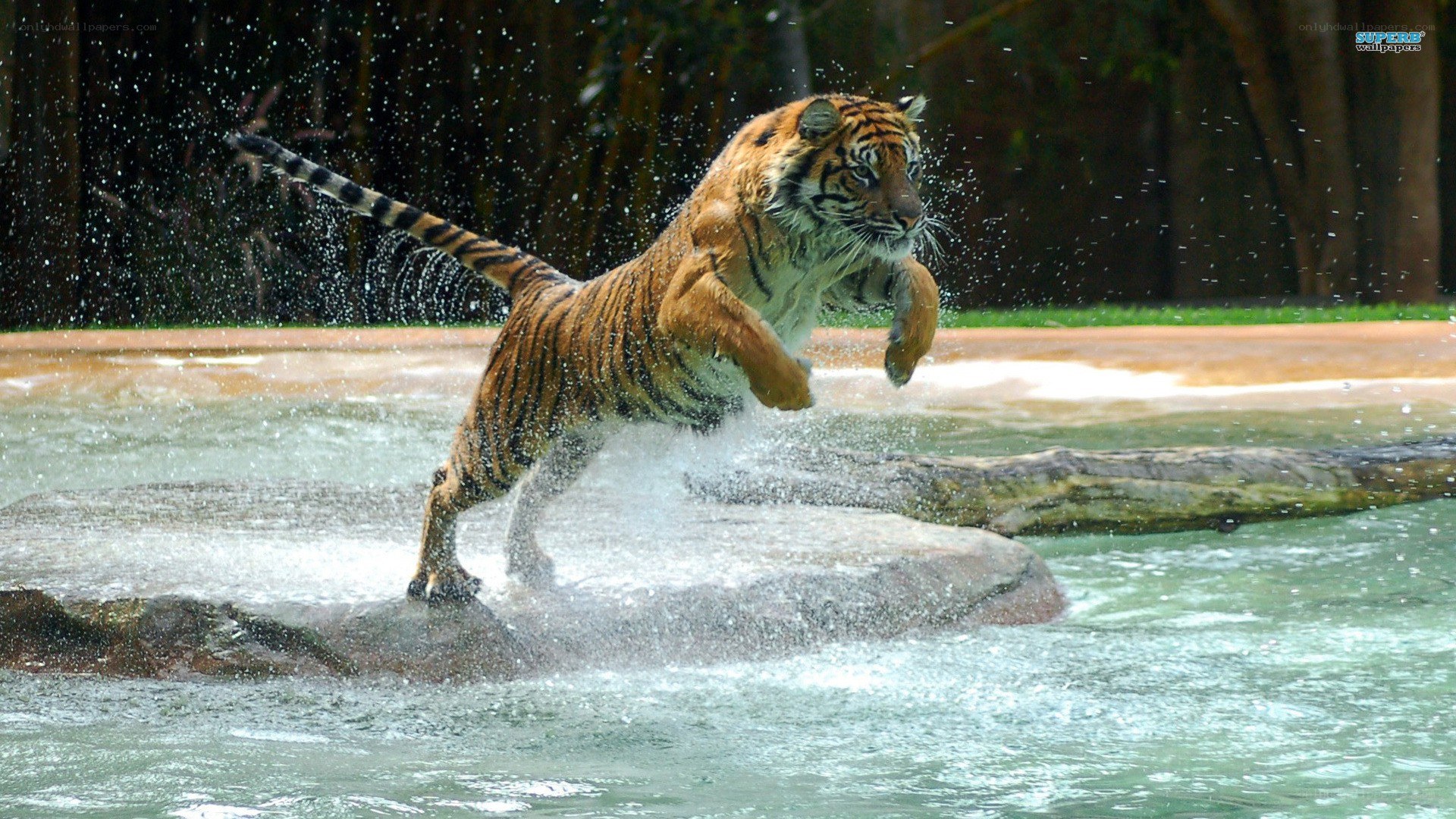Tiger leaping in water
